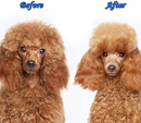 Double Sided Shedding and Dematting Undercoat Rake Pet Grooming Brush - Star Boutik LLC